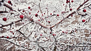 Red rose hips berries, branches covered by snow, hoarfrost in winter.Rosa canina