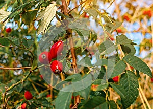 Red rose hips on a branch with green leaves. Pleasant autumn screen saver