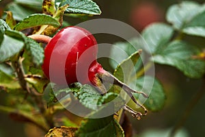 Red rose hips on bush