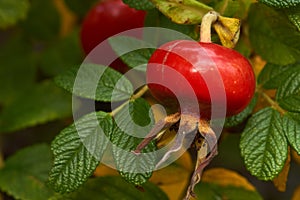 Red rose hips on bush