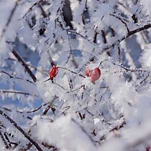 Red rose hips on the bush in winter