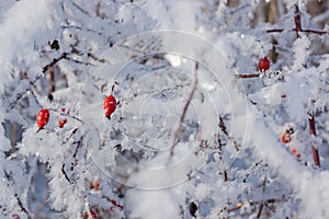 Red rose hips on the bush in winter