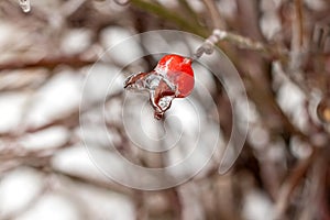 Red rose hips covered with ice close-up outdoors