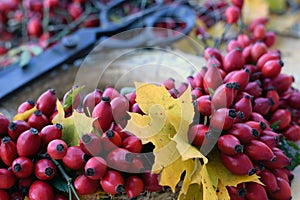 Red rose hips decoraton, close up photo