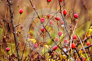 Red rose hips in dense forest thickets in autumn