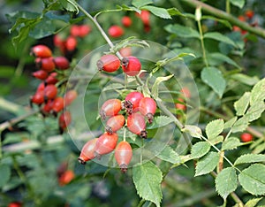 Red rose hips in the forest in September