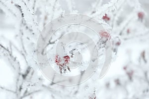 Red rose hips in frosty hoarfrost against background of snow, close up