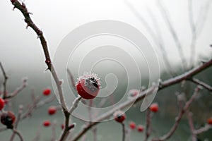 Red rose-hips macro in winter