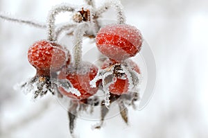 Red rose-hips macro in winter under frost