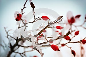 Red rose-hips macro in winter under frost in the cold