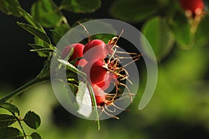 Red rose hips