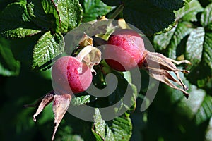 Red rose hips with raindrop on a shrub