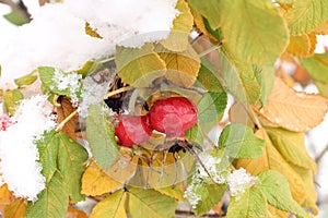 red rose hips ripened on a bush surrounded by yellow leaves covered with the first snow