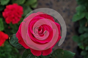 Red rose closeup on a Honduras national park La Ceiba Cuero y salado photo