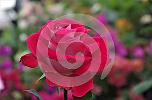 Red rose closeup on a Honduras national park La Ceiba Cuero y salado photo