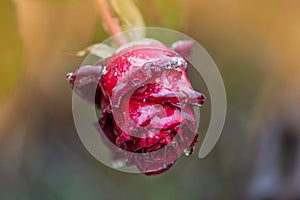 Red rose in ice. Frozen beautiful flower