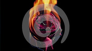 Red Rose Ignites And Burns In Fire