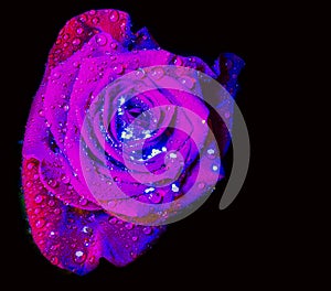 Red rose illiminated with ultraviolet light photo