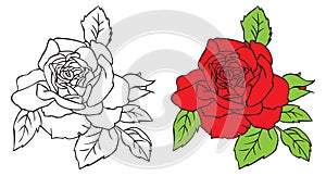 Red rose illustration