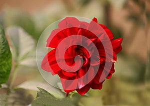 Red rose images