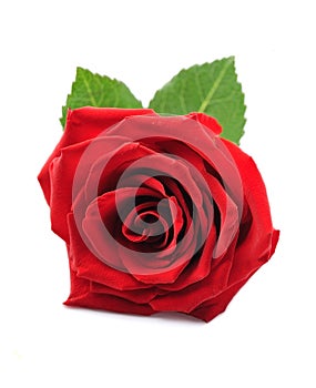 Red rose isolated.