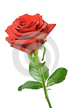 Red rose isolated