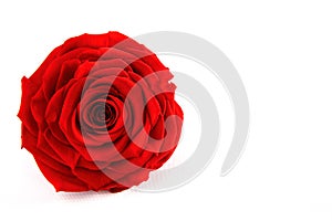 Red Rose on the isolated background