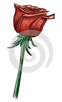 Red rose isolated on background