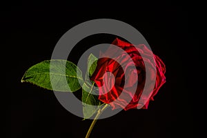 red rose isolated on black background