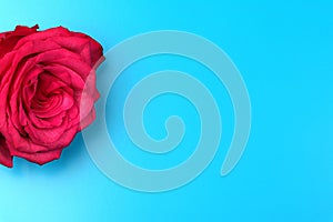 A red rose isolated on blue background. Red Flowers isolated. Copy space. Postcard. Place for text. Gardening