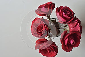 Red Rose Isolated - Top view fresh bloom flower on white background