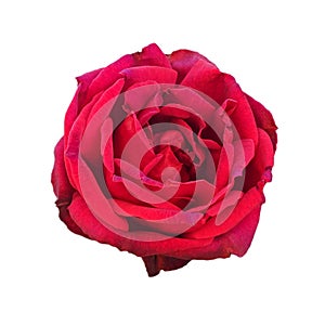 Red rose isolated on transparent/white background