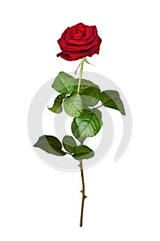 Red rose isolated on white