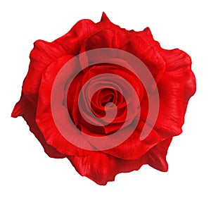 Red rose isolated photo