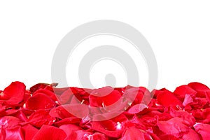 Red rose. Isolated with a white background