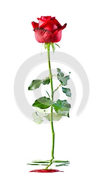 Red rose. Isolated with a white background