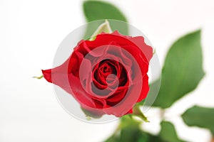 Red rose isolated white background