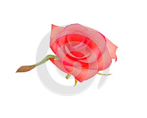 Red rose isolated white background