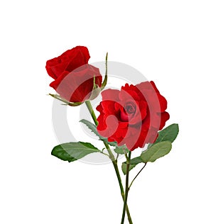 Red rose isolated on white background