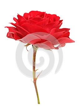 Red Rose Isolated on White Background