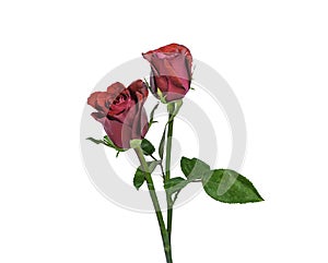 Red rose isolated on white background