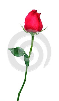 Red rose isolated on white background.