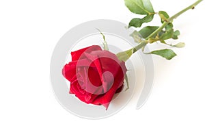 Red rose isolated white background.