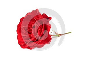 Red Rose Isolated on White Background