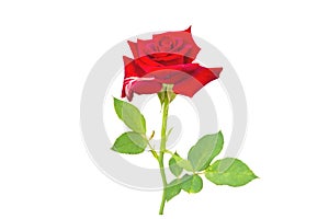 Red rose isolated on white background.Saved with clipping path.