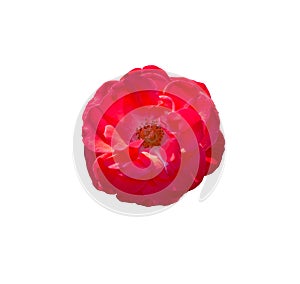 Red rose isolated on white background. Tea rose