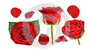 Red rose isolated on white background vector