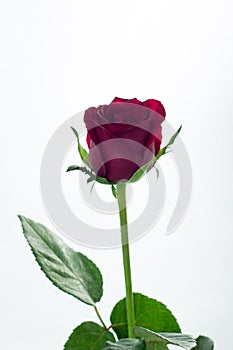Red rose isolated white,In the dark days of love,copy Space