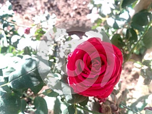 Red rose with its green leaves beneath