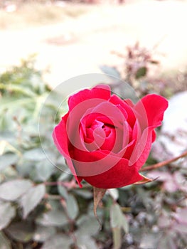 Red Rose